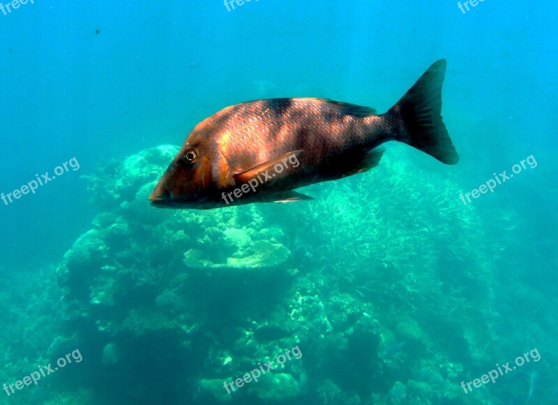 Fish Sea Water Ocean Underwater