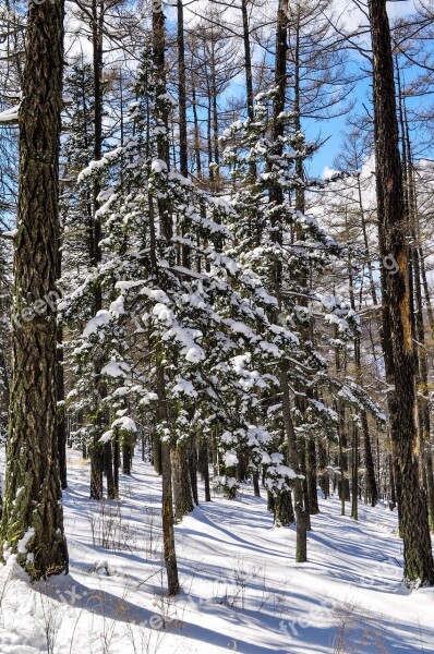 Winter Snow Mountain Cold Season