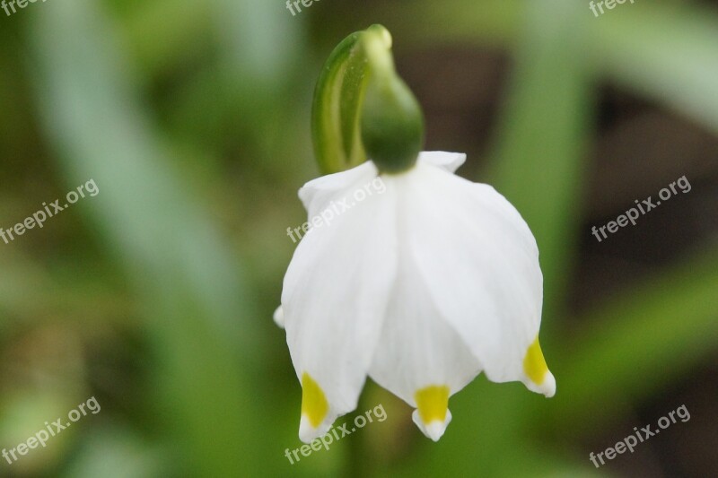 Snowflake March Plant Flower Spring