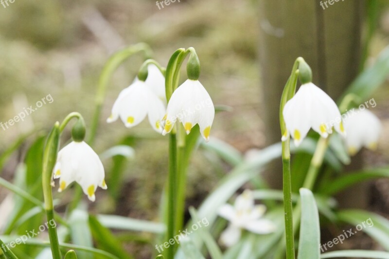 Snowflake March Plant Flower Spring