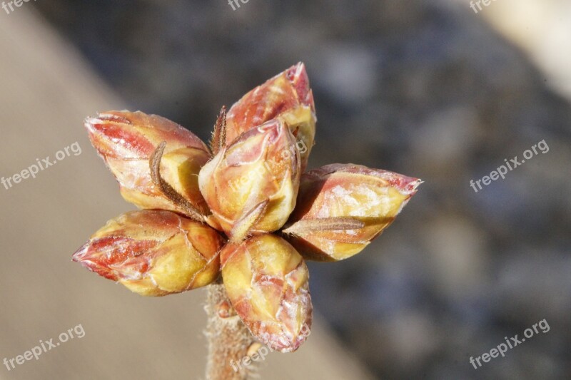 Bud Scion Engine Spring Nature