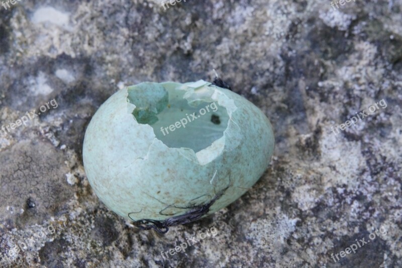 Egg Amselei Blackbird Hatched Chicks