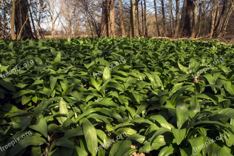 Rhine River Floodplain Meadow Bear's Garlic Free Photos