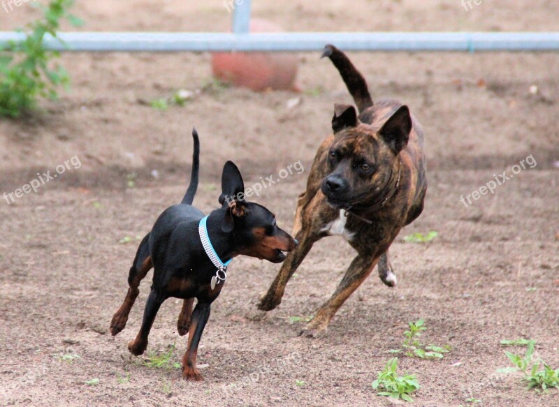 Dogs Friends Miniature Pinscher Striezel Animal