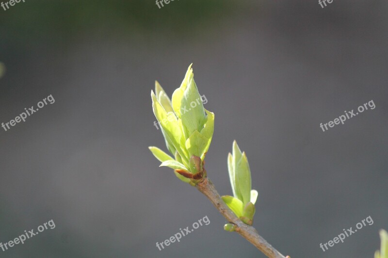 Engine Plant Tree Branches Spring