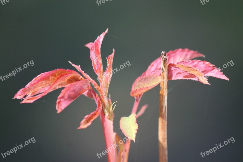 Rose Rose Petals Red Spring Scion