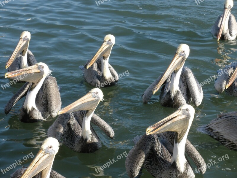 Pelicans Birds Water Nature Sea