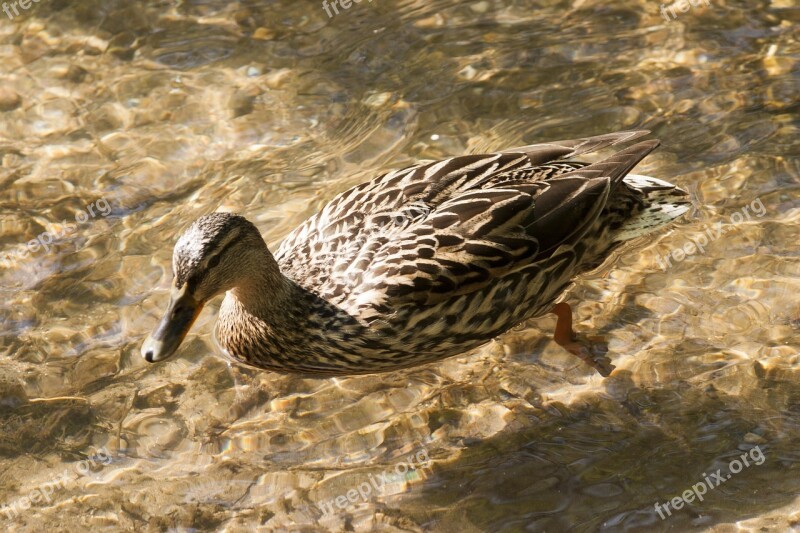 Duck Water Brown Swim Animal