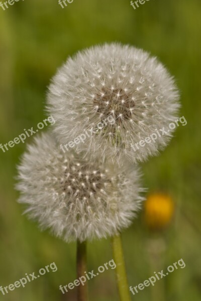 Dandelions Green Spring Free Photos