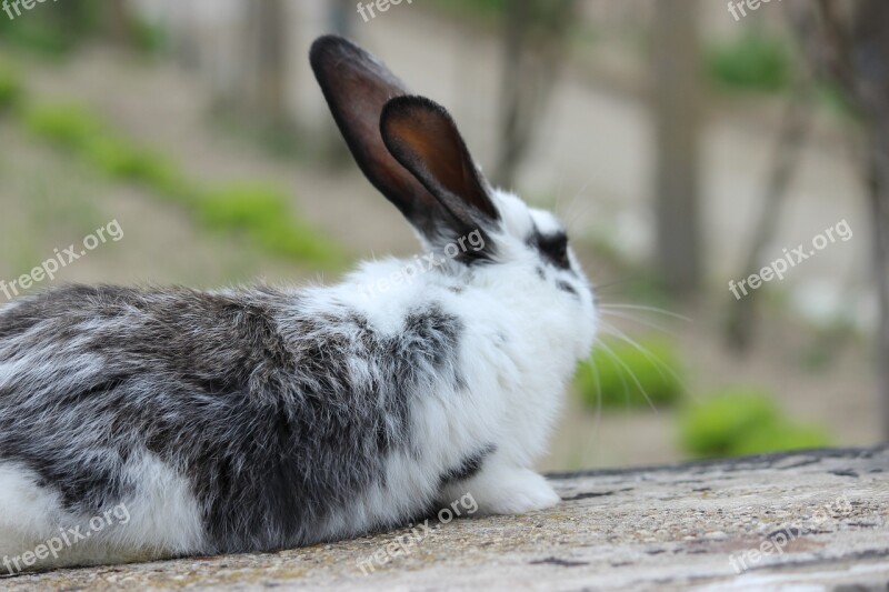 Bunny Rabbit Free Photos