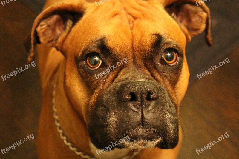 Boxer Purebred Canine Dog Pet