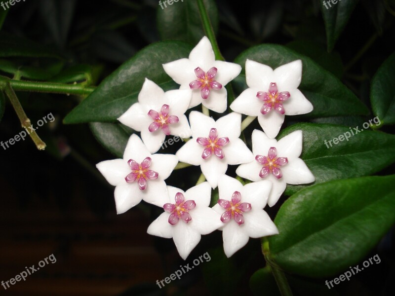 Hoya Bella Porcelain Flowers Porcelain Flower Plants Flower