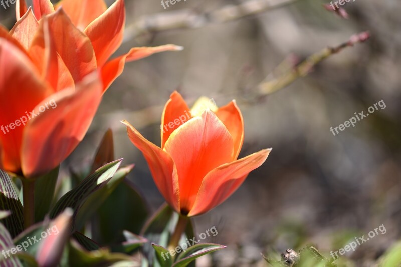 Tulips Flowers Blossom Bloom Orange Red