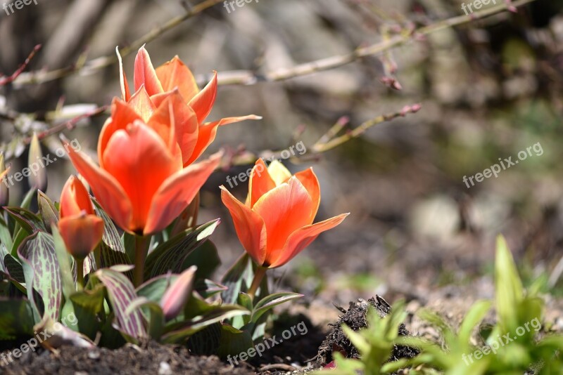 Tulips Flowers Blossom Bloom Orange Red