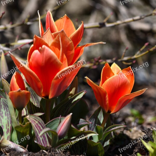 Tulips Flowers Orange Red Early Bloomer