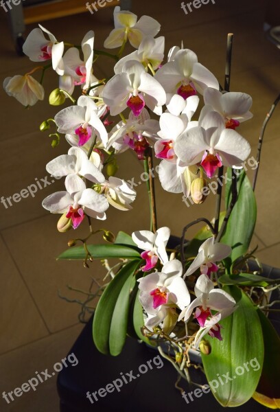 Flower Blossom Bloom Orchid Flowerpot