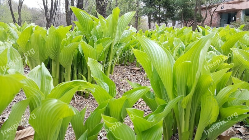 Spring Flowers Vivian Chu Nature State Of The Union