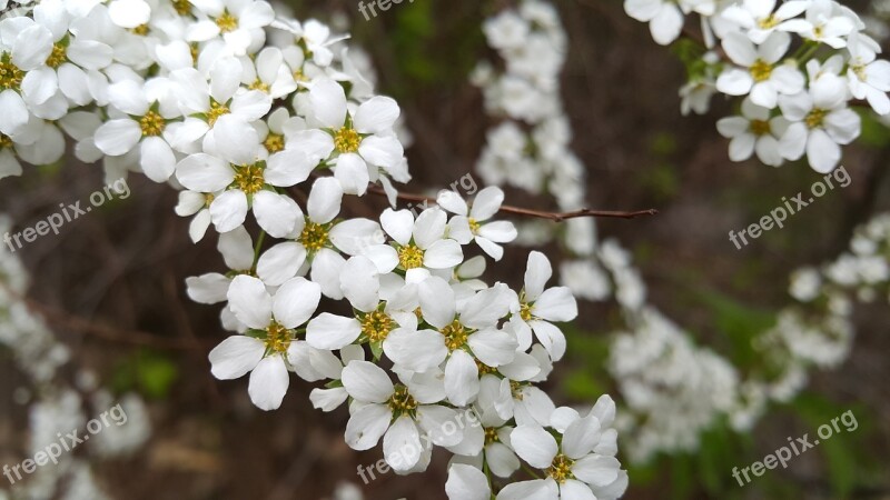 Spring Flowers White Flowers White Flower Field