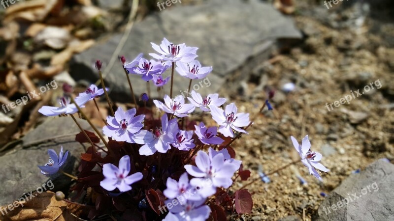 Spring Flowers Nature Behold Free Photos