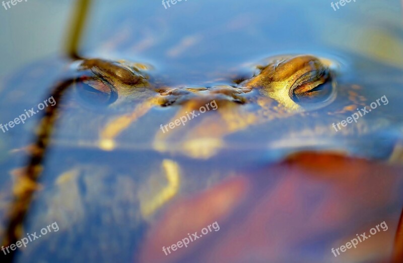 Toad Golden Eyes Head Free Photos