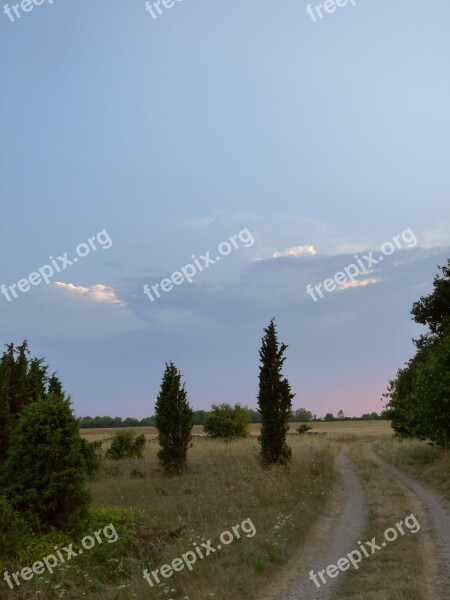 Juniper Gravel Road Sunset Road Sky