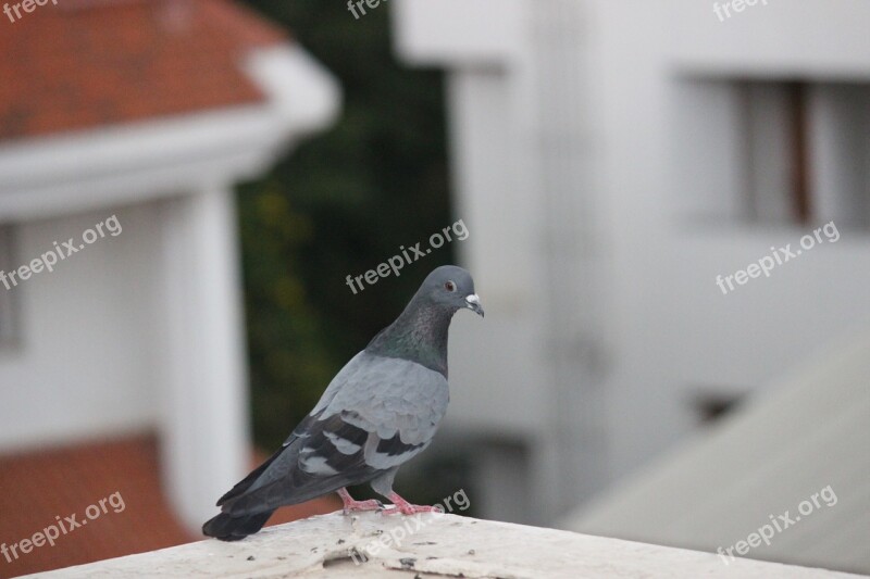 Bird Pigeon Dove Free Photos