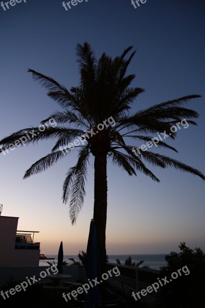 Palm Tree Plant Exotic Mediterranean