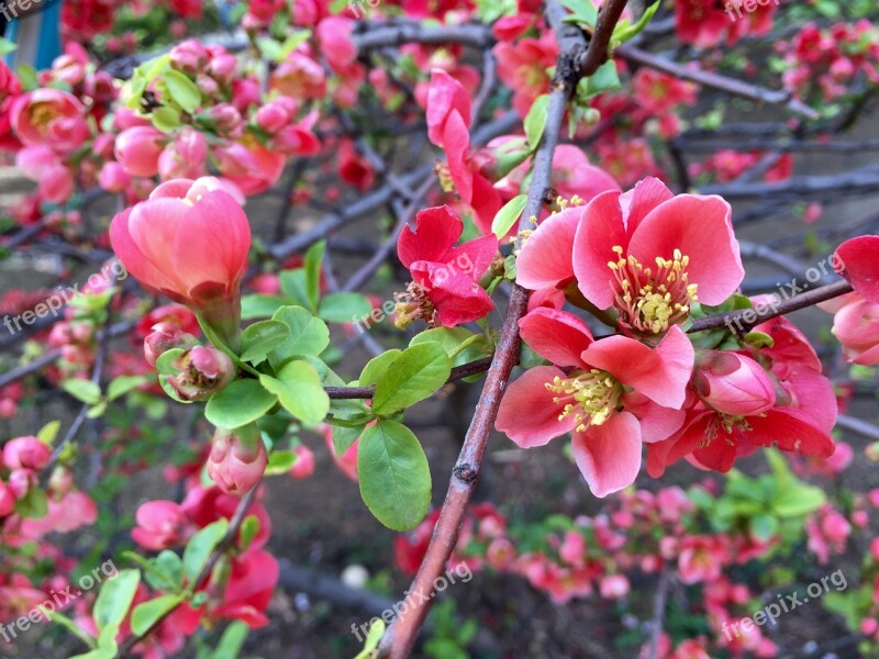 Cherry Blossom Red Flowers Bright Flowers Free Photos