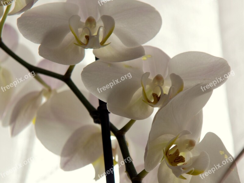 Orchid Close Up White Blossom Bloom