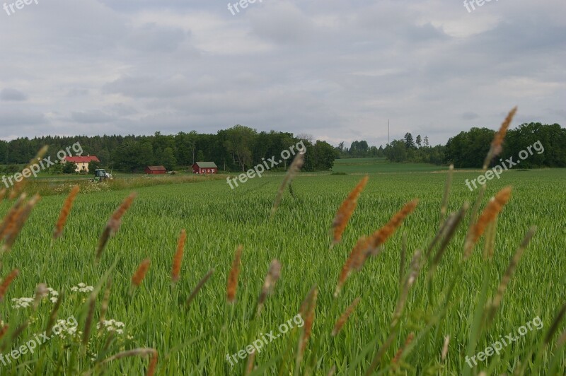 Country Go Landscapes Grass Nature