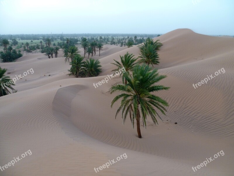 Desert Sand Palm Dunes Morocco