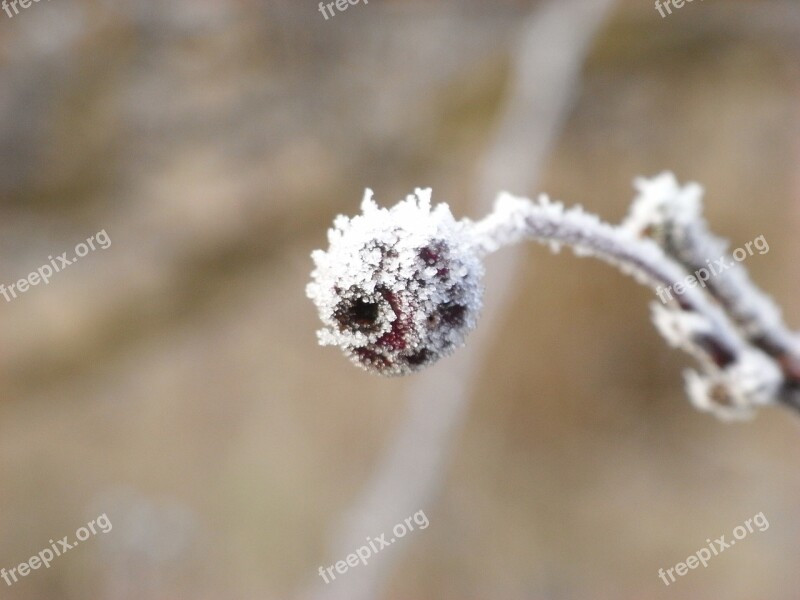 Frost Seed Plant Nature Free Photos