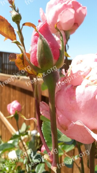 Pink Pink Roses Rose Flower Nature