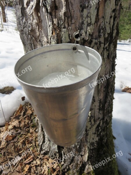 Maple Sap Syrup Tree Sugar