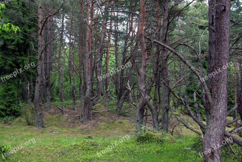 Trees Forest Environment Natural Estonia