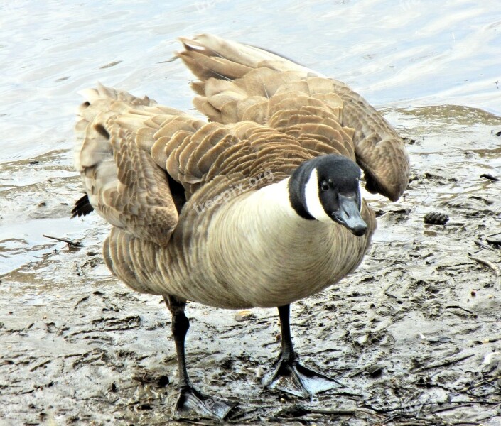 Geese Canada Wild Bird Spring Free Photos