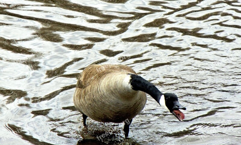 Canada Geese Angry Wild Bird Free Photos