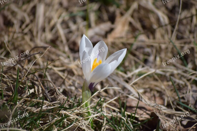 Spring Nature Flower Spring Flowers White