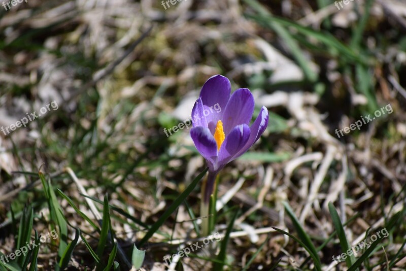 Spring Nature Flower Spring Flowers Free Photos