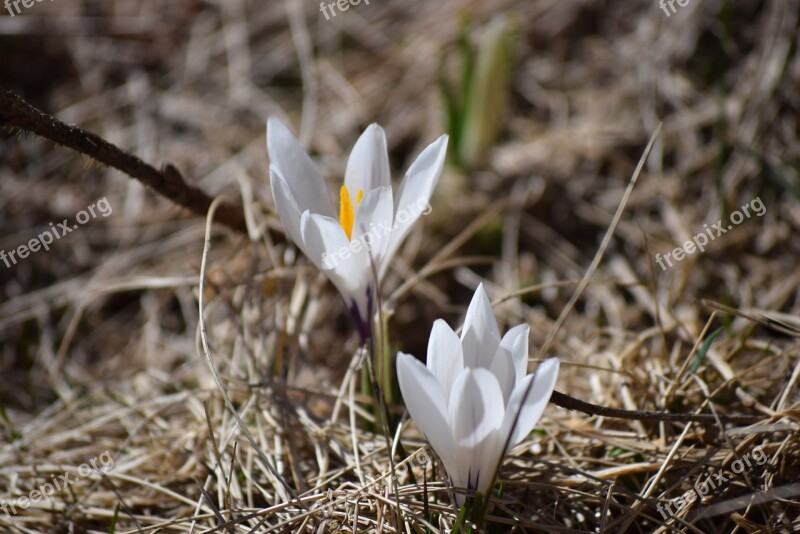 Spring Nature Flower Spring Flowers Flowers