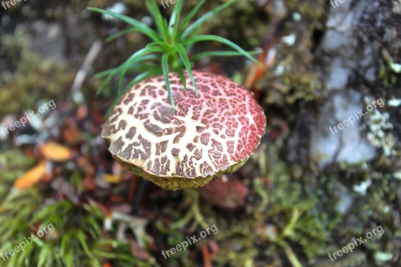 Mushroom Tasmania Cradle Mountain Walk Trek