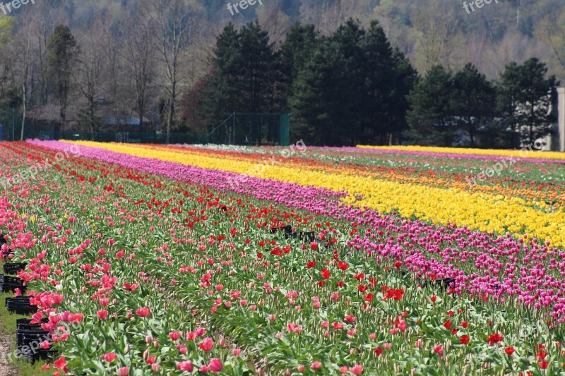 Tulip Farm Field Color Agriculture