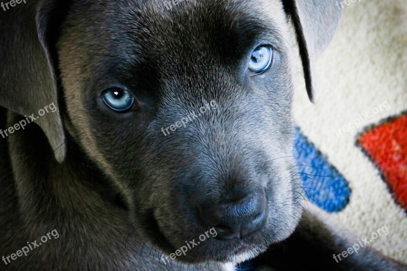 Dog Puppy Queue Animal Adorable