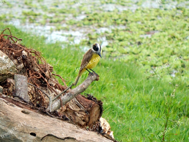 I Saw You Canguçu Rio Grande Do Sul Free Photos