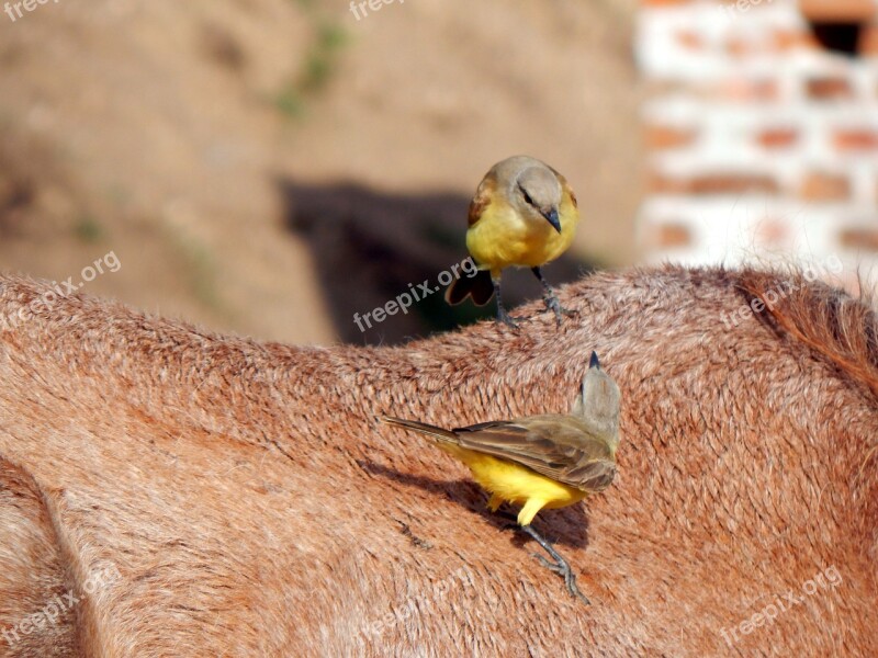 Birds On The Horse Piratini Free Photos