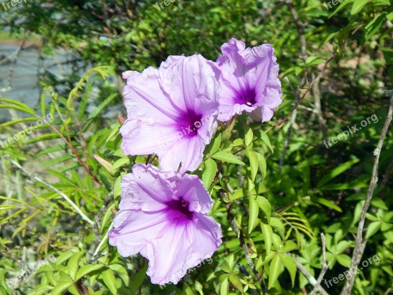 Flower São Lourenço Do Sul Rio Grande Do Sul Free Photos