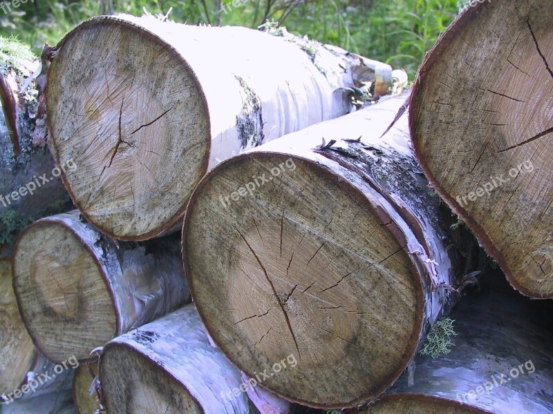 Birch Logs Woodpile Wood Forest