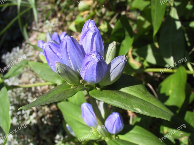 Blue Gentian Nature Flower Flora