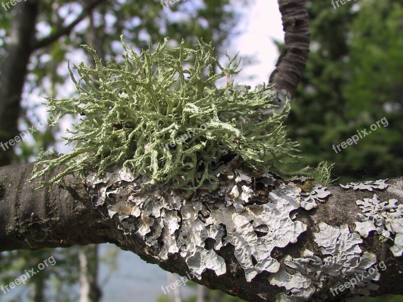 Moss Lichen Tree Nature Forest