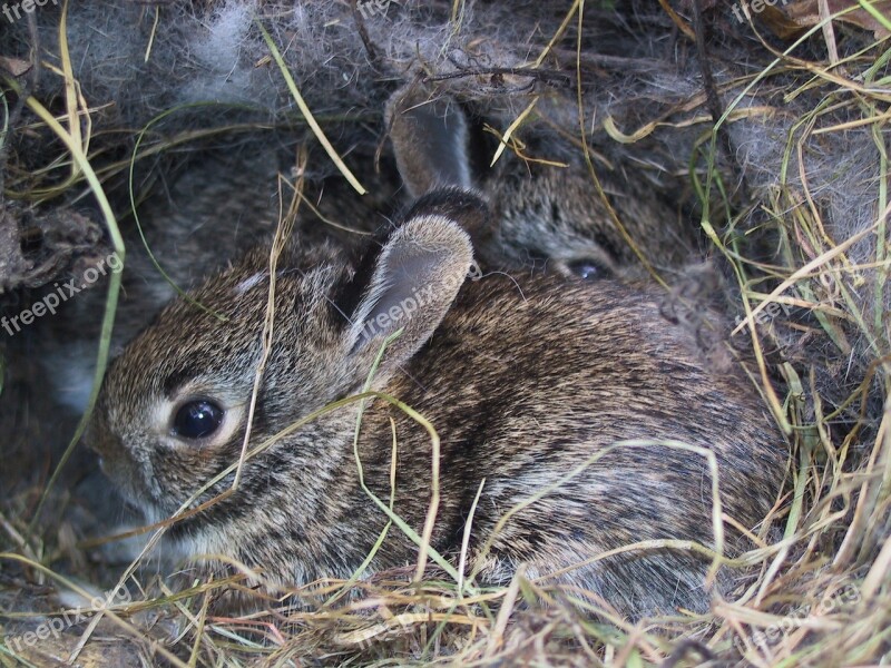 Bunnies Rabbits Wild Cute Baby